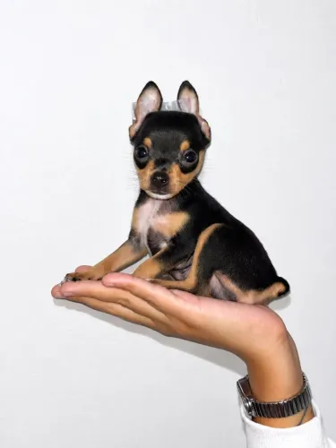 Pinscher zerinho