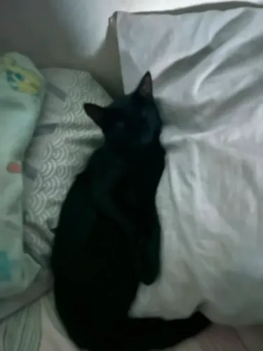 Gata fêmea para adoção
