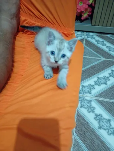 Gato Adoção.