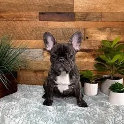 Bulldog Francês,Bulldog Francês Filhote Linda Linhagem Disponível