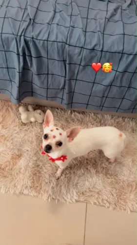 Procura se um namorado Chihuahua