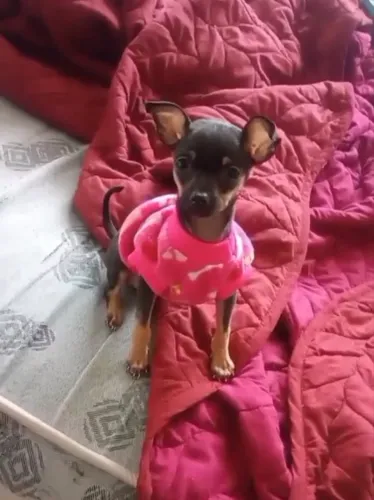 Pinscher zero