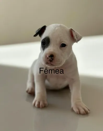 american bully 