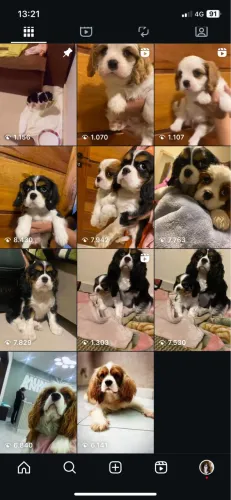 Cavalier filhotes fêmea e machinhos