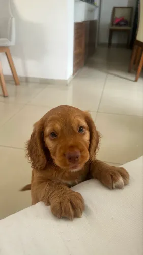 Filhotes de cocker spaniel