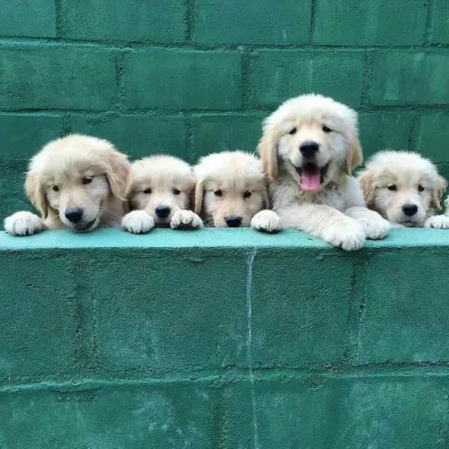 Neném golden retriever saudável e linhagem dócil de companhia