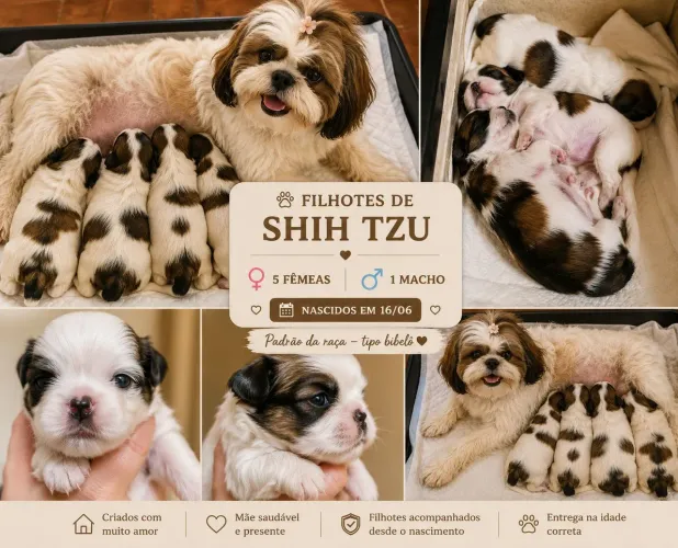 Filhotes Shih Tzu Tipo Bibelô | Nascidos em 16/06