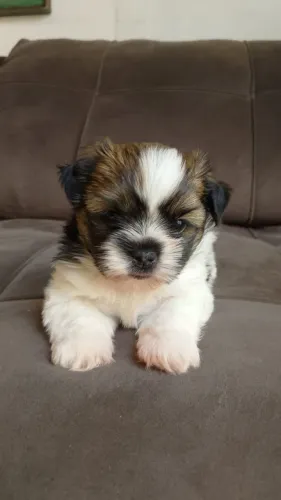 Shih tzu macho filhote