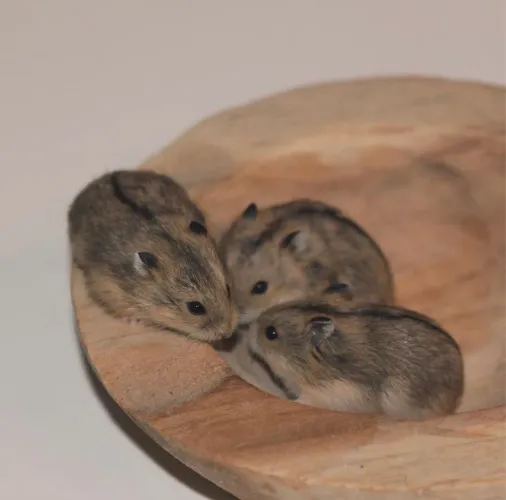 Hamsters 