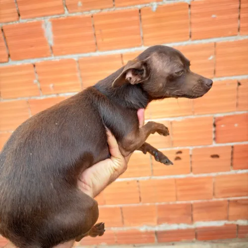Vendo Pinscher fêmea chocolate
