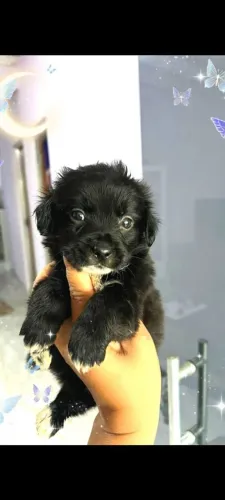 Lindos filhotes de Lhasa Apso