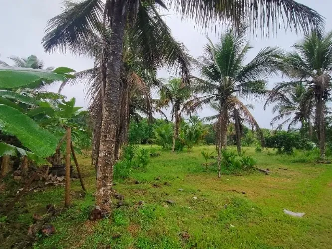 SÍTIO NA ZONA URBANA DE ILHÉUS - BAHIA! 1,2 HECTARES DE POMAR E RIO!