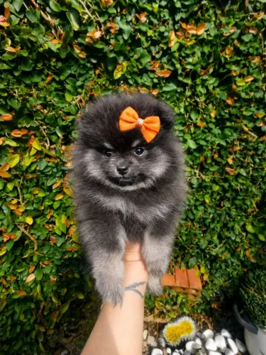 Lulu da pomerânia fêmea.