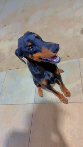 Casal de Dobermanns (pedigree)