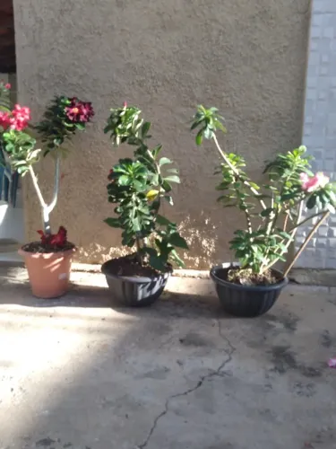 Rosa do deserto