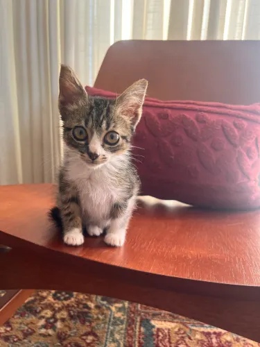 Gato
