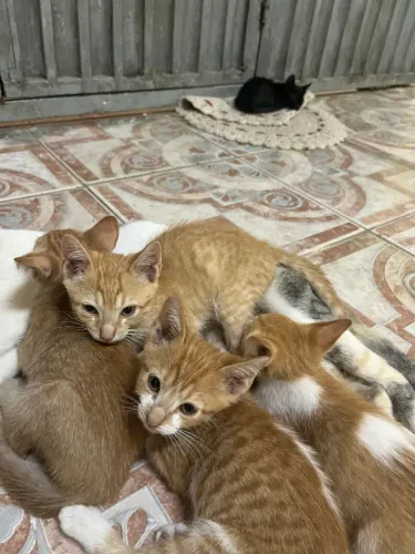 Doacão De Gato Filhote