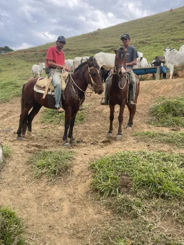 2 cavalos para lida.