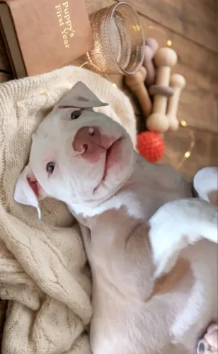 Vendo cachorrinho 