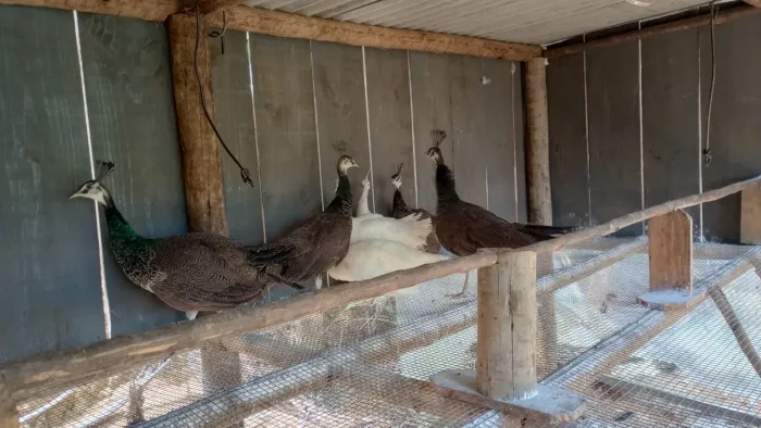Animais diversos domésticos