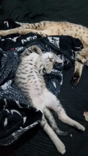 Doação de gato