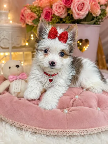 Alegrando seus dias! Yorkshire merle fêmea olho azul