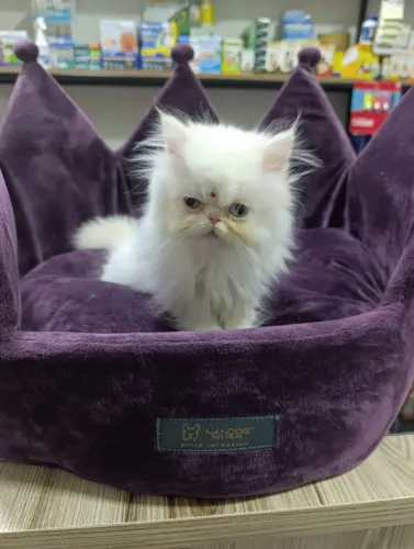 Gato persia