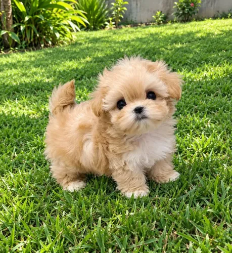 Filhote Poodle com shitzu Macho .
