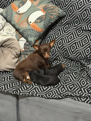Filhote Pinscher Macho Preto - 51 dias