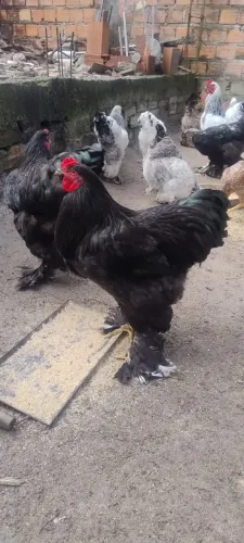 GALO RAÇA BRAHMA