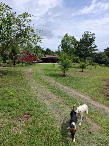 SITIO, BR174, KM41