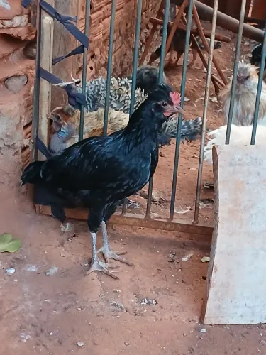 Franguinho de topete