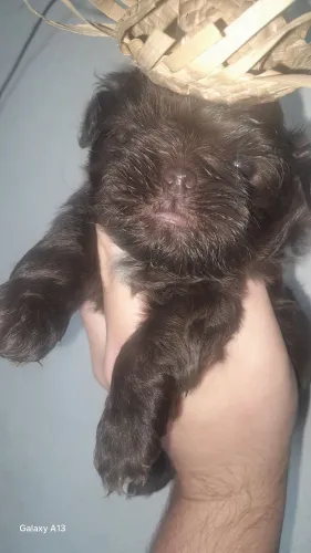 Shi tzu macho