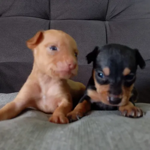Pinscher filhotes 