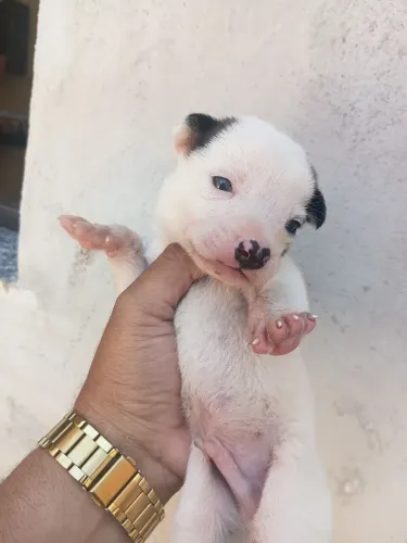 Doação de filhote Macho