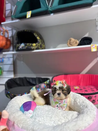 Shih Tzu fêmea 10x sem juros