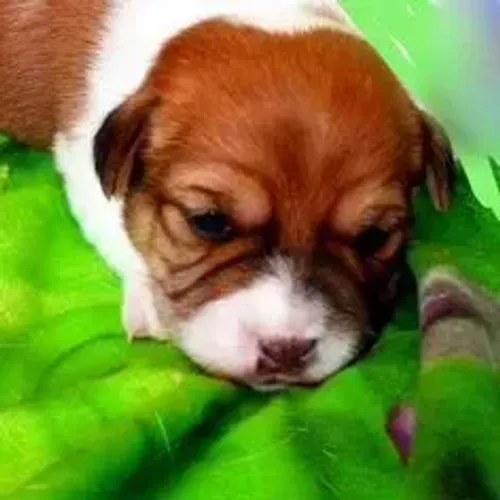 Jack Russell Terrier,Jack Russell Terrier Filhote Selecionado Alta Procedência