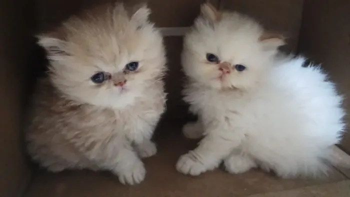 Filhote de gato persa 