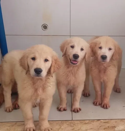 Filhote de Golden 