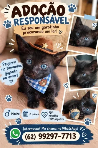 Doação de gatinhos