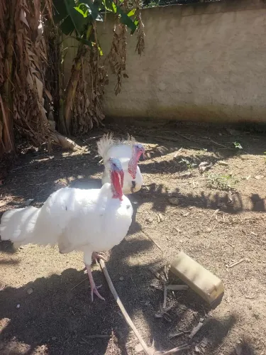 Peru branco