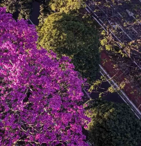 Empregada Doméstica