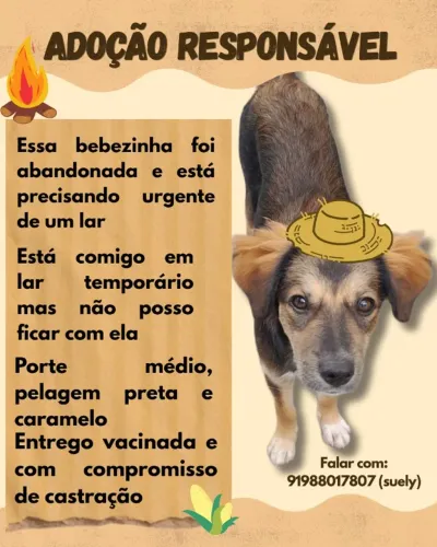 Adoção responsável 