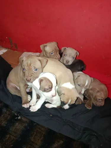 Filhotes de pitbull