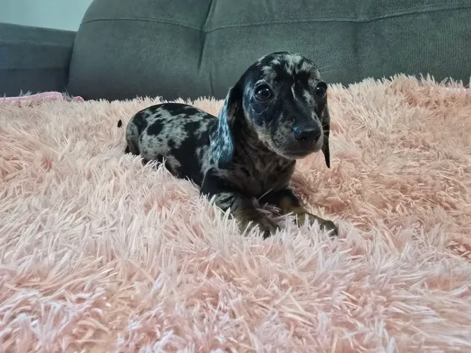 Daschund kaneich alerquim prata Fêmea 