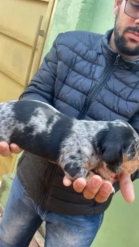 Dachshund (Cofap)macho