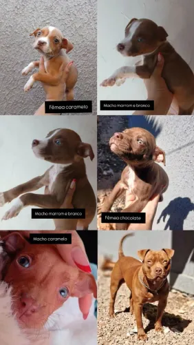 Pitbulls disponíveis