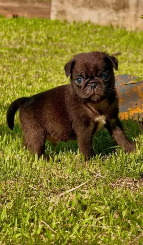 Pug, filhote Macho Preto, alto padrão,  Canil O'malley Bull's 