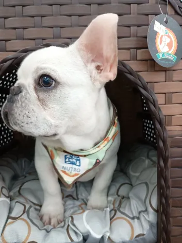 Filhotes de Bulldog francês machos