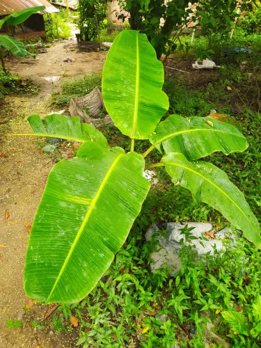 Muda de banana pacovan 